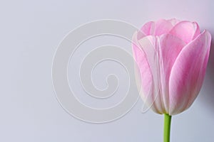 Spring Flower. Light pink tulip.Yellow core. Delicate pink petals of a tulip. Spring mood.