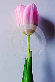 Spring Flower. Light pink tulip.Yellow core. Delicate pink petals of a tulip. Spring mood.