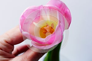 Spring Flower. Light pink tulip.Yellow core. Delicate pink petals of a tulip. Spring mood.