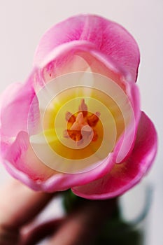 Spring Flower. Light pink tulip.Yellow core. Delicate pink petals of a tulip. Spring mood.