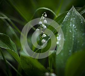 Spring flower Lily of the valley.ConvallÃ¡ria.