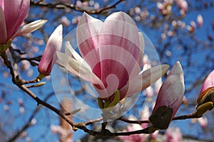 Spring Flower Magnolia Tree Blossom