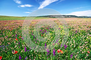 Spring flower meadow