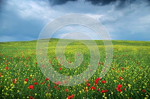 Spring flower meadow.