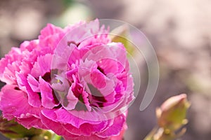 Spring flower on the meadow. Pink carnation