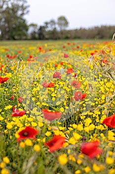 Spring flower meadow with poppy and yellow flowers