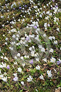 Spring flower meadow under the fallen leafs