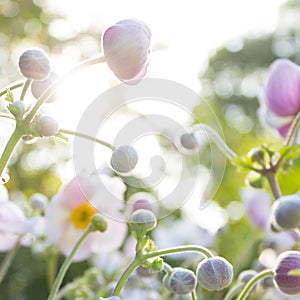 Spring flower meadow - white and pink anemone flowers