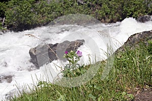 Spring Flower - Montana