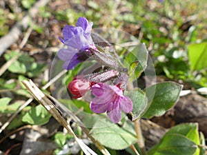 Spring flower in the mornin sun of march photo