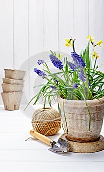 Spring flower muscari and narcissus in pot