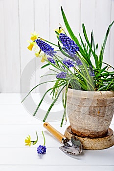 Spring flower muscari and narcissus in pot