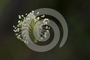 The spring flower in my garden close up