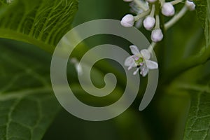 The spring flower in my garden close up