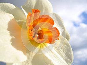 Spring flower - narcissus