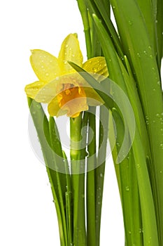 Spring flower - narcissus and daffodil isolated on white backgr