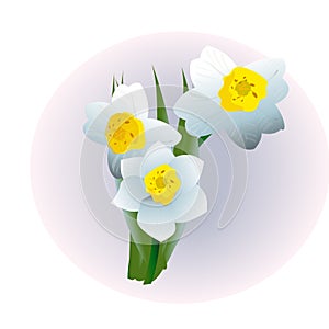 Spring flower narcissus isolated on white background