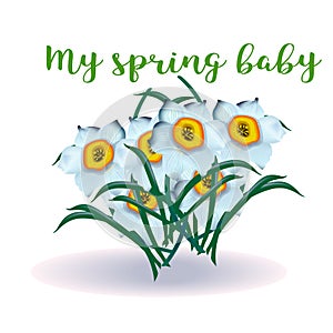 Spring flower narcissus for newborn