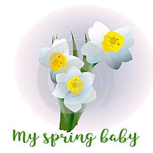 Spring flower narcissus for newborn