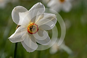 Spring flower Narcissus Poeticus, also called Poet\'s narcissus or Pheasant\'s Eye at RHS Wisley garden, Surrey UK.