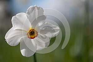 Spring flower Narcissus Poeticus, also called Poet\'s narcissus or Pheasant\'s Eye at RHS Wisley garden, Surrey UK.