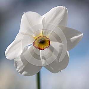 Spring flower Narcissus Poeticus, also called Poet\'s narcissus or Pheasant\'s Eye at RHS Wisley garden, Surrey UK.