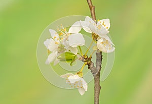 Spring flower