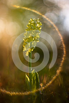 Spring flower Orchis pallens