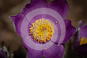 spring flower Pasqueflower- Pulsatilla grandis detail of flower carpel and stamen with pollen photo