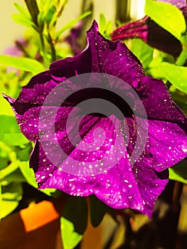 Spring flower Petunia color of Bordeaux