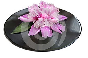 Spring flower pink peony with water drops on it on black vinyl record