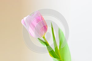 Spring flower, pink tulip on a gentle background. Easter or Valentines day greeting card