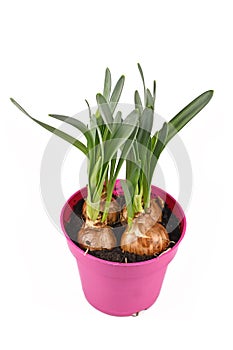 Spring flower plant `Narcissus Westward` not yet in bloom with bulbs in pink pot on white background