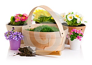 Spring flower in pot with green grass basket