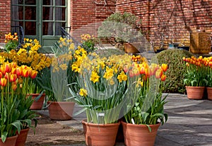 Spring flower pots