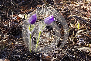 Spring flower Pulsatilla, group of purple flowers with sun shine , on background sunset or dawn. First violet spring flowers.