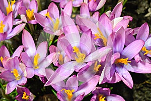 Spring Flower purple Crocus