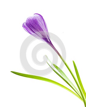 Spring flower purple crocus