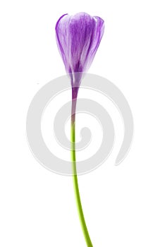 Spring flower purple crocus