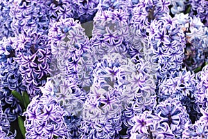 spring flower Purple hyacinth photo