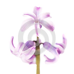 Spring flower purple hyacinth