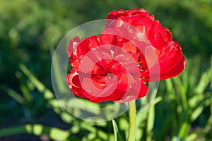 Spring flower red tulip flowering in garden