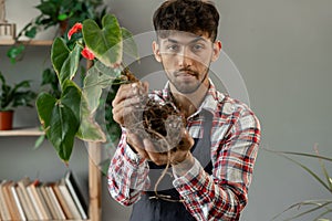 Spring flower replanting. A man replanting house plants at home holds a flower with healthy roots and shows it to the