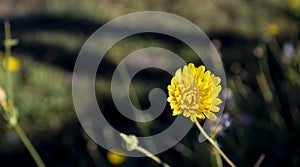 Spring Flower and Resurgent Nature. Yellow Spring Flower in Spring. High Quality Photo