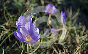 Spring Flower and Reviving Nature. Purple Croques in Spring. High Quality Photo