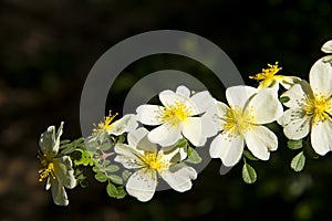 Spring flower, Rosa xanthina