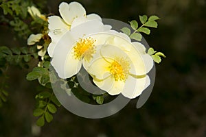 Spring flower, Rosa xanthina