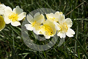 Spring flower, Rosa xanthina
