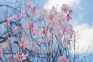 Spring flower Sakura, beautiful cherry blossom over the blue sky