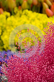 Spring flower season at Redmond farmer market